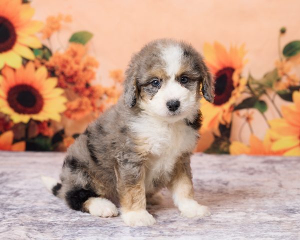 Mr. Lonnie the F1B Micro Mini-Bernedoodle puppy