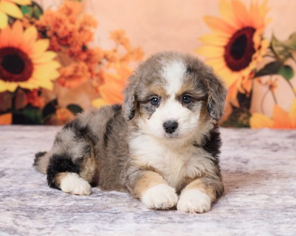 Photo of Mr. Lonnie the F1B Mini-Bernedoodle puppy