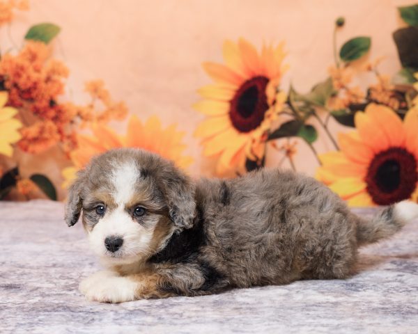 Photo of Mr. Lonnie the F1B Mini-Bernedoodle puppy