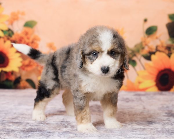 Photo of Mr. Lonnie the F1B Mini-Bernedoodle puppy