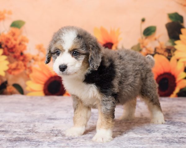 Photo of Mr. Lonnie the F1B Mini-Bernedoodle puppy