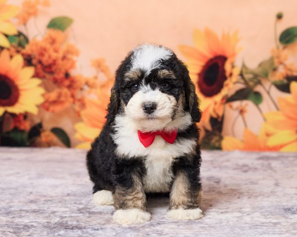 Mr. Lyle the F1B Mini-Bernedoodle puppy