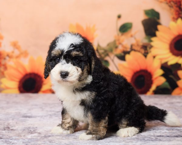 Photo of Mr. Lyle the F1B Mini-Bernedoodle puppy
