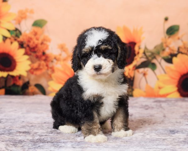 Photo of Mr. Lyle the F1B Mini-Bernedoodle puppy
