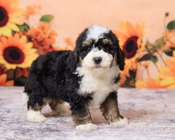 Photo of Mr. Lyle the F1B Mini-Bernedoodle puppy