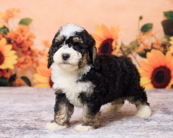 Photo of Mr. Lyle the F1B Mini-Bernedoodle puppy