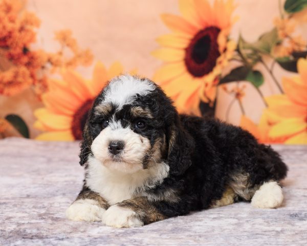 Photo of Mr. Lyle the F1B Mini-Bernedoodle puppy