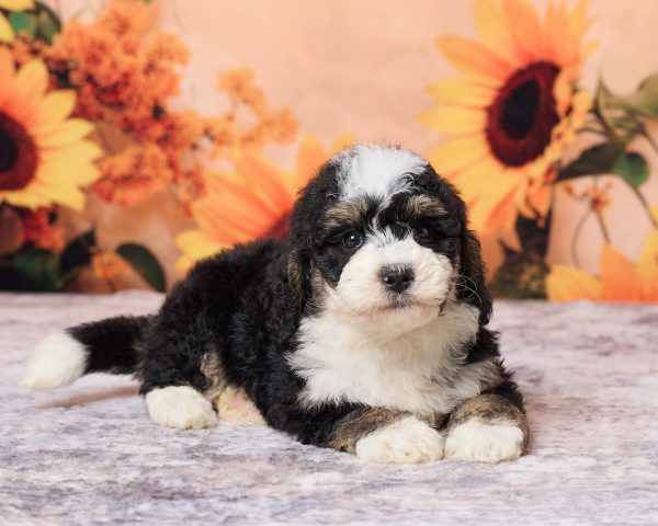 Photo of Mr. Lyle the F1B Mini-Bernedoodle puppy
