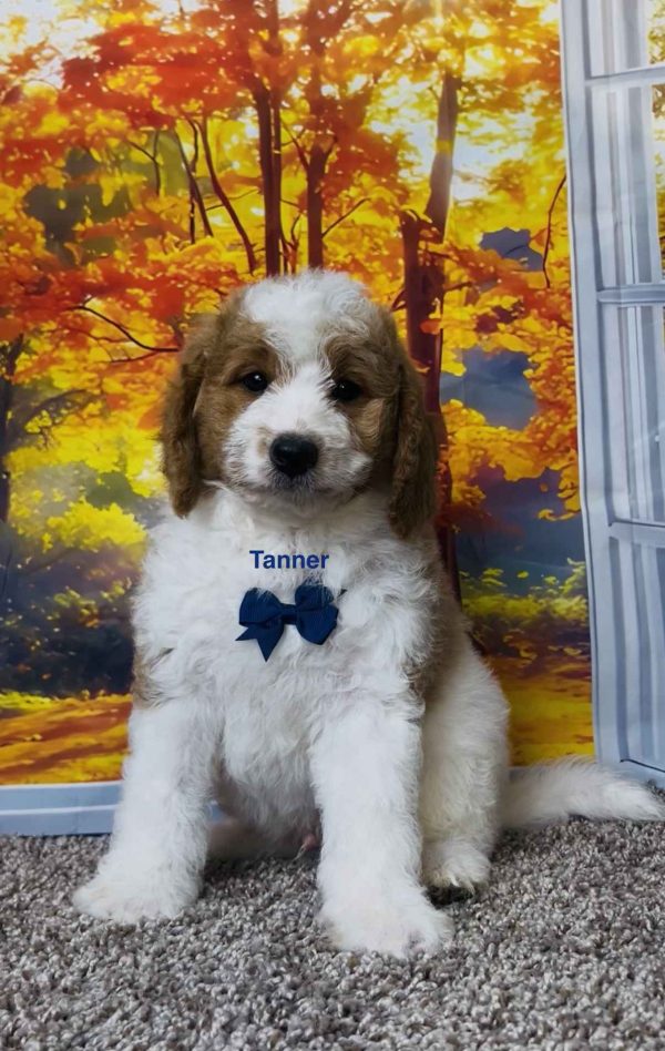 Mr. Tanner the F1B Mini-Bernedoodle puppy