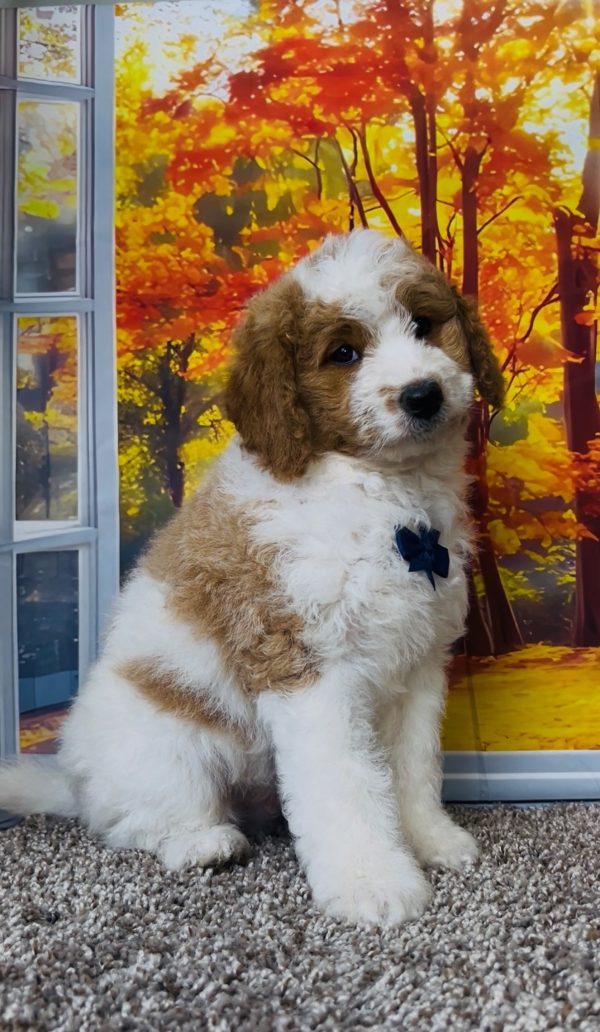 Photo of Mr. Tanner the F1B Mini-Bernedoodle puppy