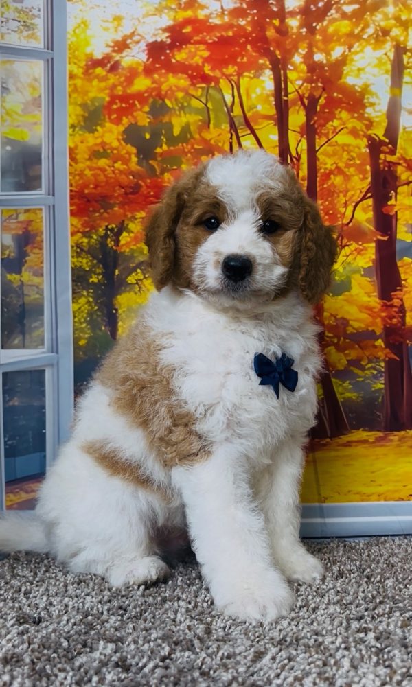 Photo of Mr. Tanner the F1B Mini-Bernedoodle puppy