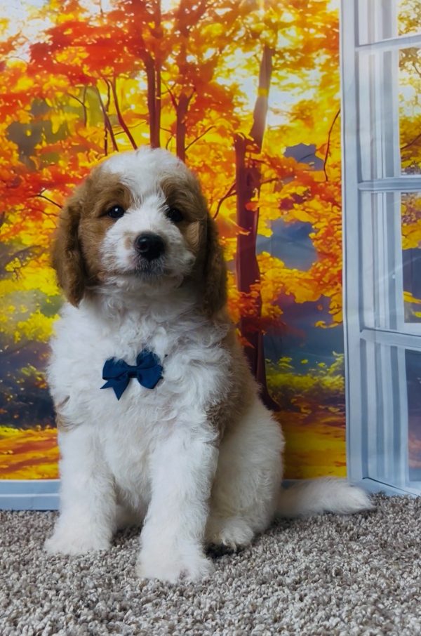 Photo of Mr. Tanner the F1B Mini-Bernedoodle puppy