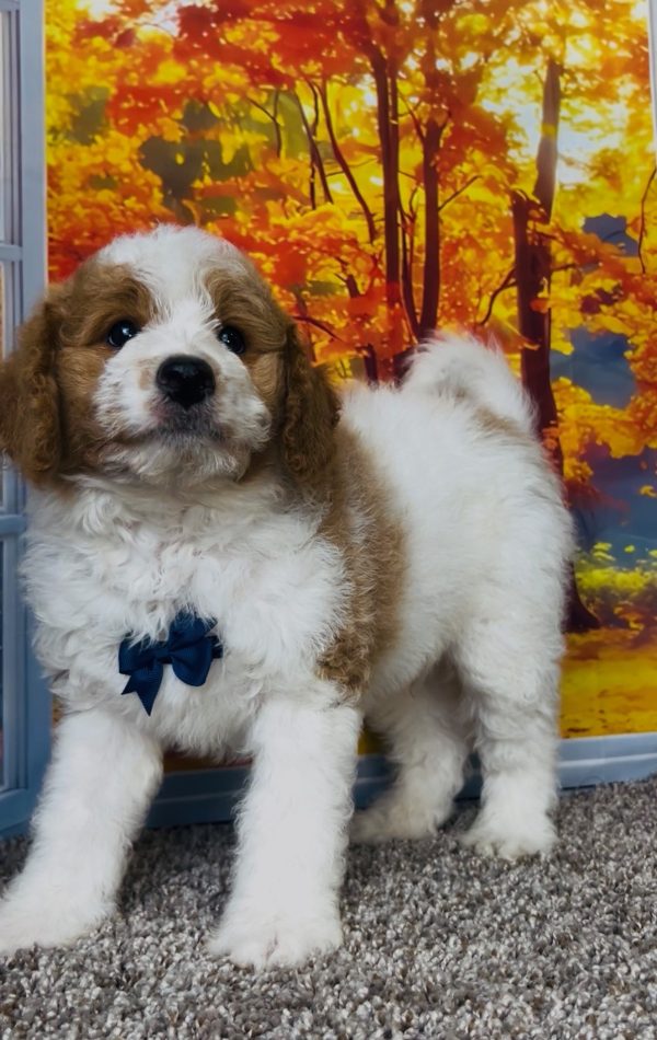 Photo of Mr. Tanner the F1B Mini-Bernedoodle puppy