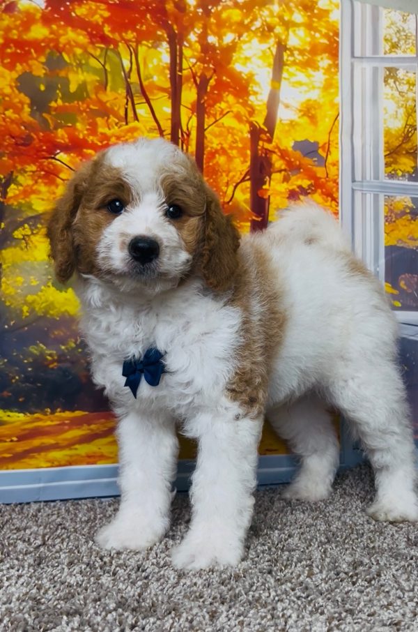 Photo of Mr. Tanner the F1B Mini-Bernedoodle puppy