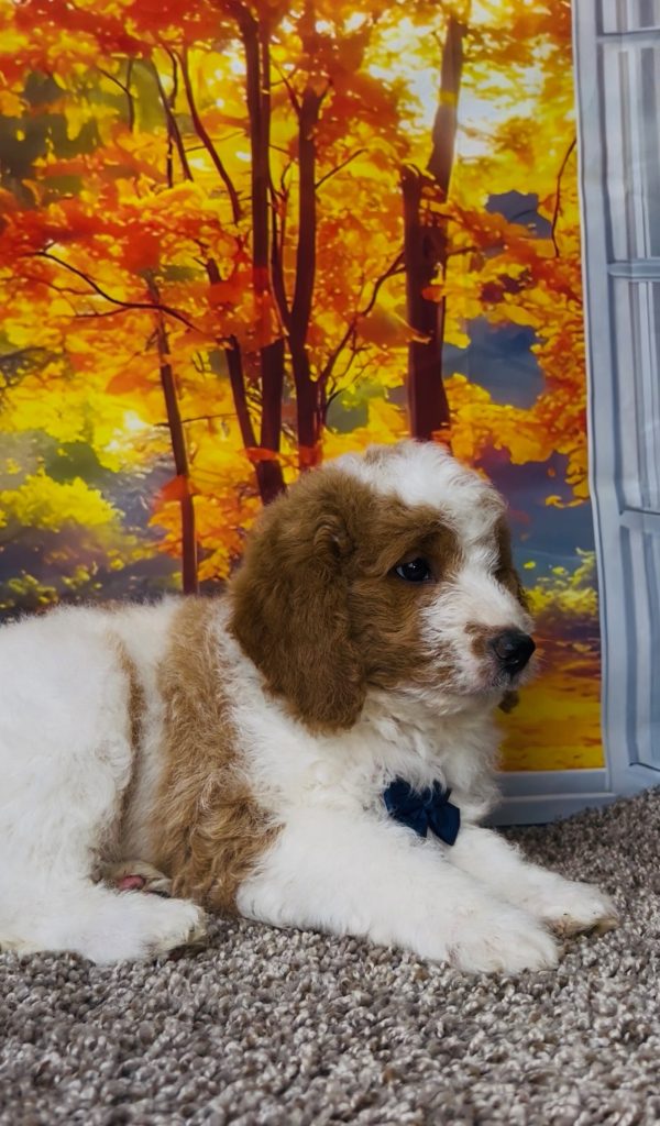 Photo of Mr. Tanner the F1B Mini-Bernedoodle puppy
