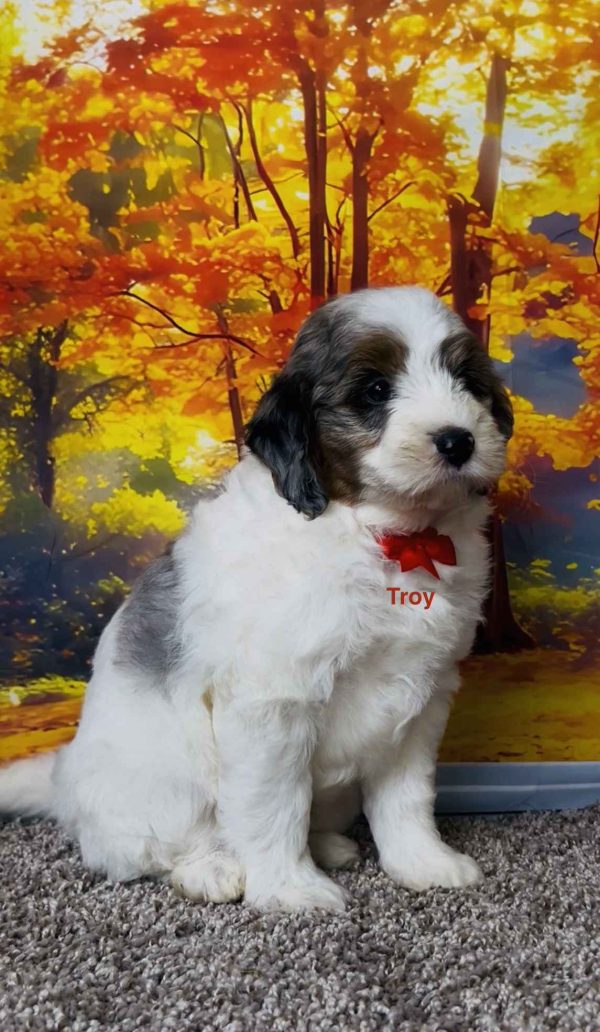 Mr. Troy the F1B Mini-Bernedoodle puppy