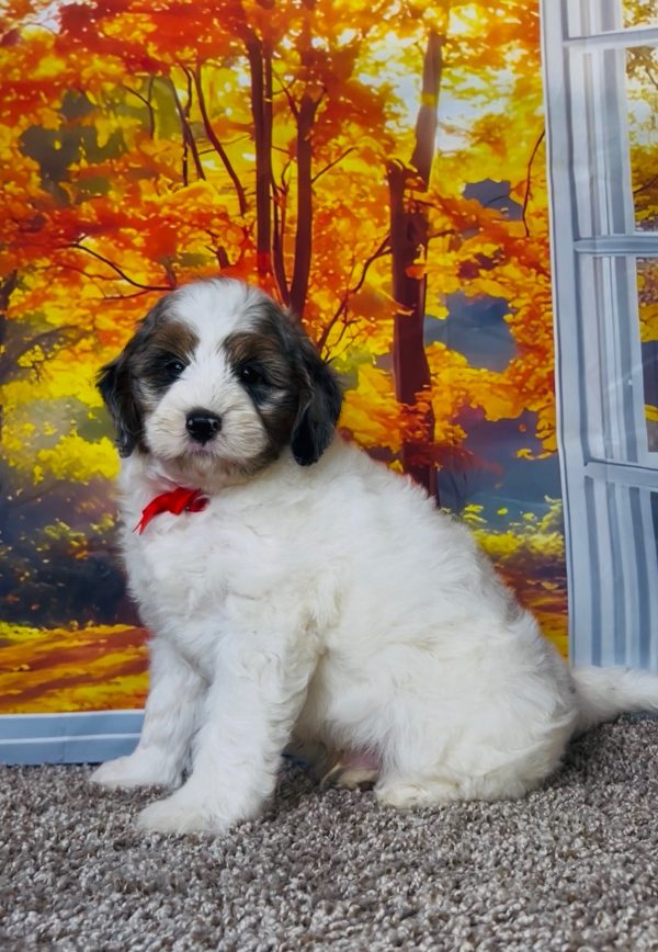 Photo of Mr. Troy the F1B Mini-Bernedoodle puppy