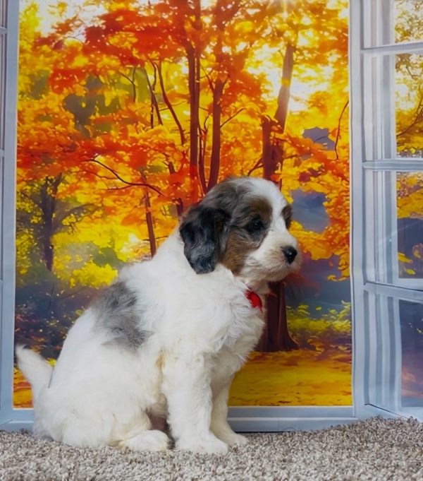 Photo of Mr. Troy the F1B Mini-Bernedoodle puppy