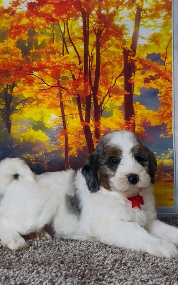 Mr. Troy the F1B Mini-Bernedoodle puppy