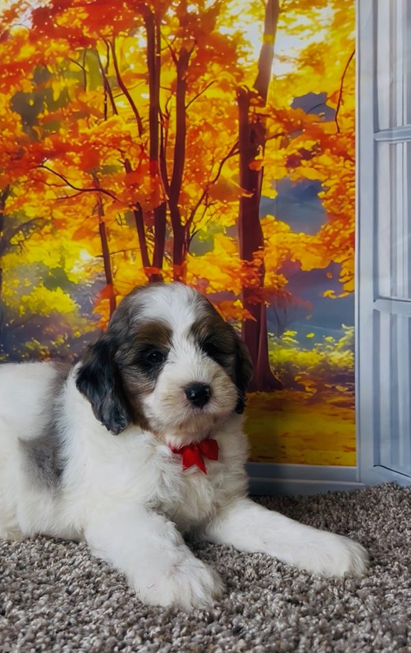 Photo of Mr. Troy the F1B Mini-Bernedoodle puppy
