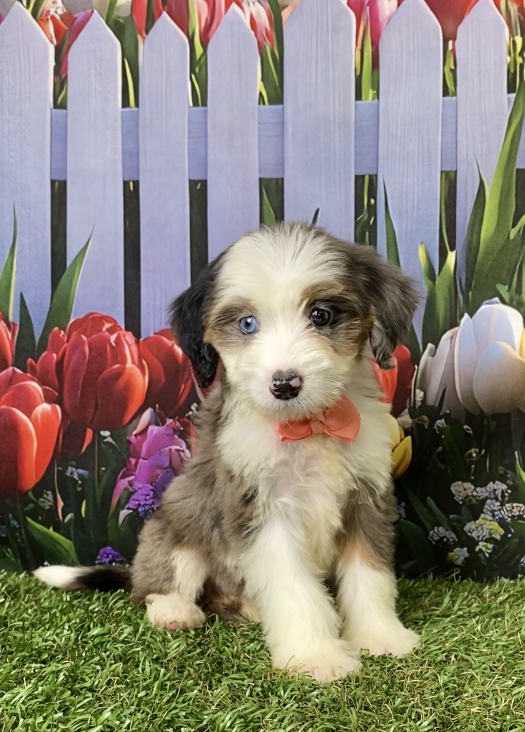 Photo of Ms. Abbie the F1 Mini-Bernedoodle puppy