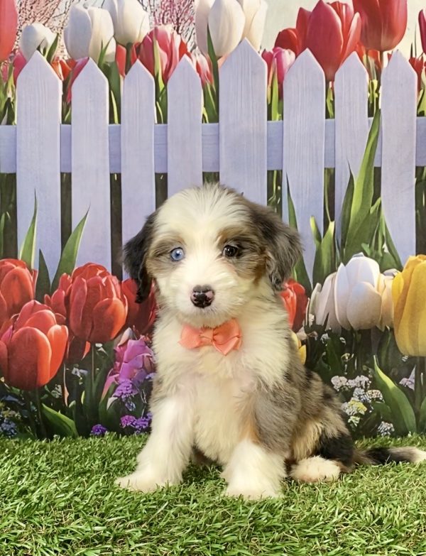 Photo of Ms. Abbie the F1 Mini-Bernedoodle puppy