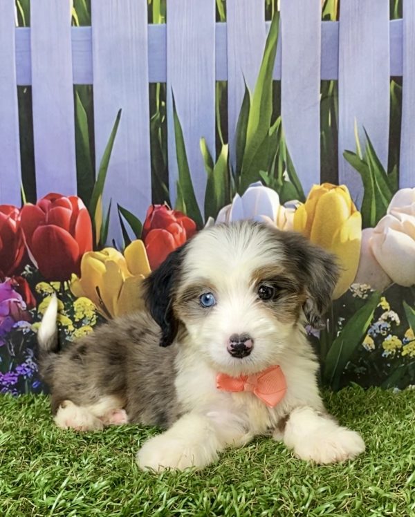 Photo of Ms. Abbie the F1 Mini-Bernedoodle puppy