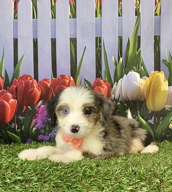 Photo of Ms. Abbie the F1 Mini-Bernedoodle puppy