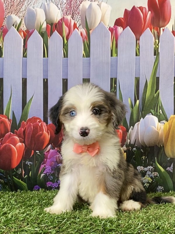 Photo of Ms. Abbie the F1 Mini-Bernedoodle puppy