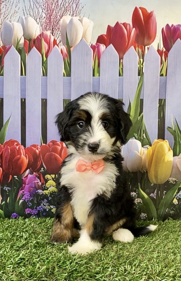Ms. Amber the F1 Mini-Bernedoodle puppy