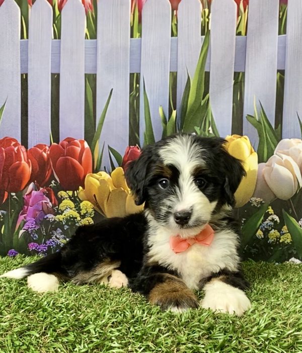 Photo of Ms. Amber the F1 Mini-Bernedoodle puppy