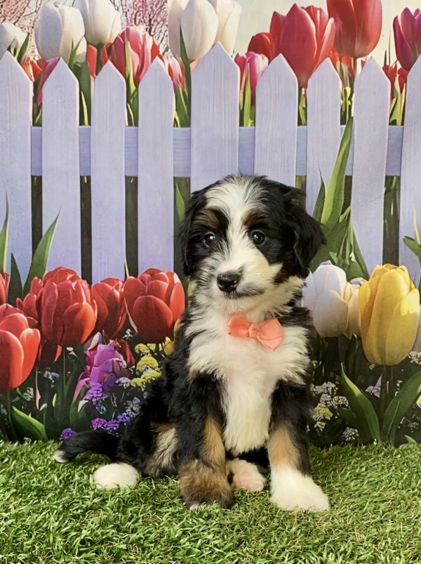 Photo of Ms. Amber the F1 Mini-Bernedoodle puppy