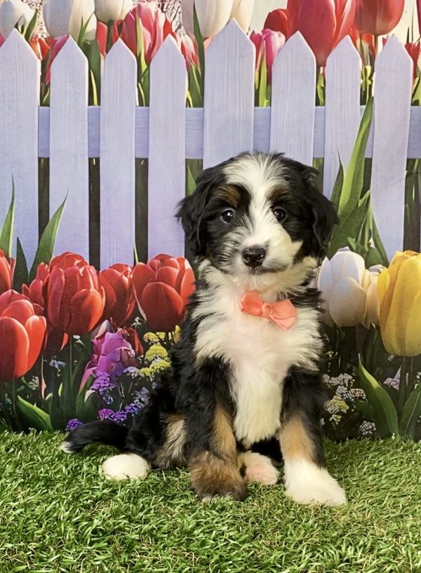 Photo of Ms. Amber the F1 Mini-Bernedoodle puppy