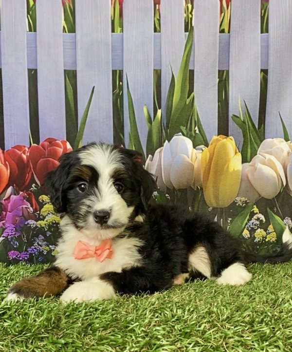 Photo of Ms. Amber the F1 Mini-Bernedoodle puppy