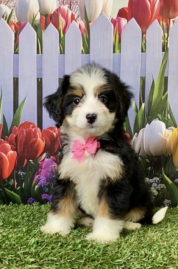 Ms. Amy the F1 Mini-Bernedoodle puppy