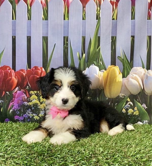 Photo of Ms. Amy the F1 Mini-Bernedoodle puppy