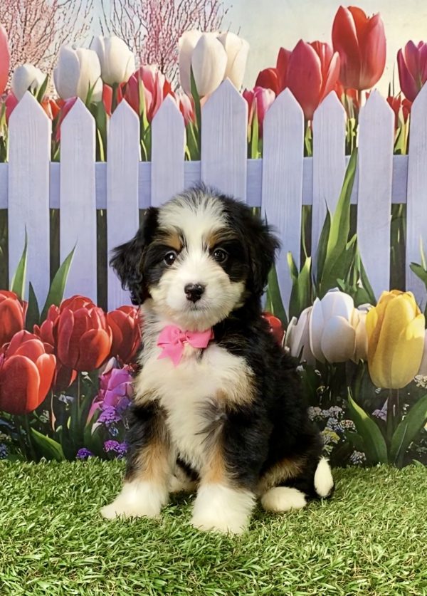 Photo of Ms. Amy the F1 Mini-Bernedoodle puppy