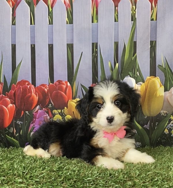 Photo of Ms. Amy the F1 Mini-Bernedoodle puppy