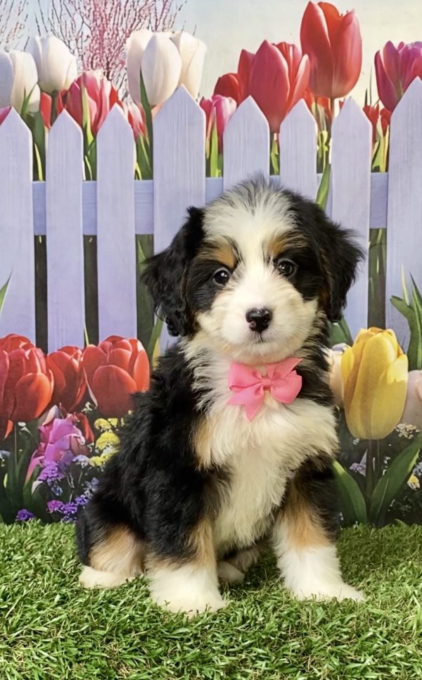 Photo of Ms. Amy the F1 Mini-Bernedoodle puppy