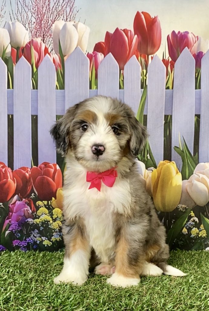 Photo of Ms. Annie the F1 Mini-Bernedoodle puppy