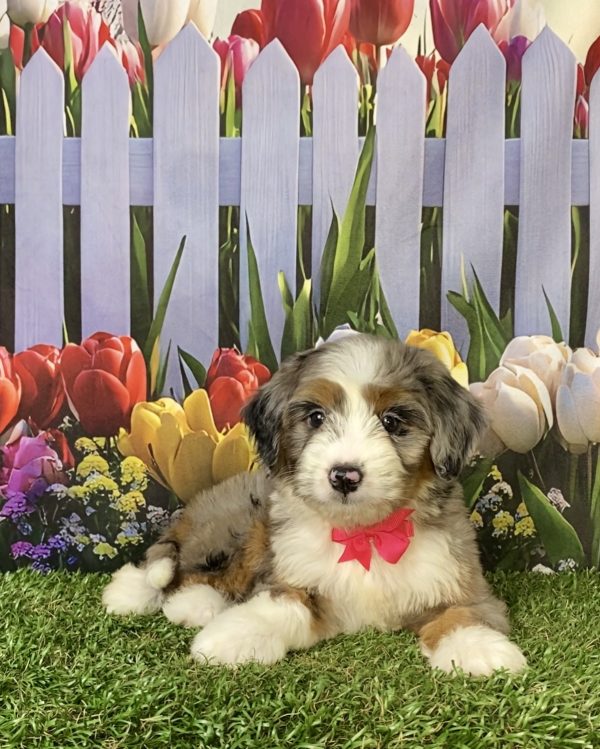 Photo of Ms. Annie the F1 Mini-Bernedoodle puppy