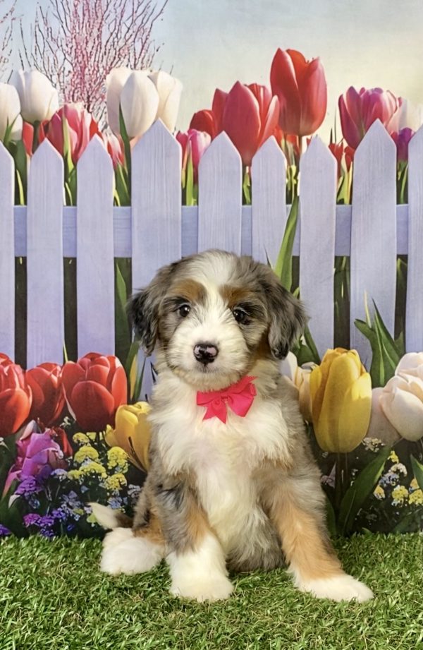 Photo of Ms. Annie the F1 Mini-Bernedoodle puppy