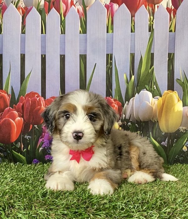Photo of Ms. Annie the F1 Mini-Bernedoodle puppy