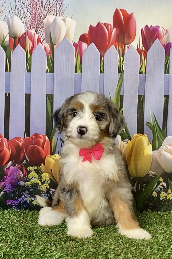 Photo of Ms. Annie the F1 Mini-Bernedoodle puppy