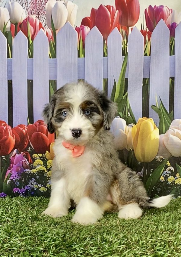 Ms. Ava the F1 Mini-Bernedoodle puppy