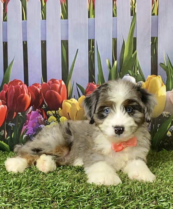 Photo of Ms. Ava the F1 Mini-Bernedoodle puppy