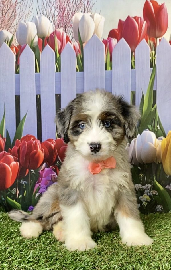 Photo of Ms. Ava the F1 Mini-Bernedoodle puppy