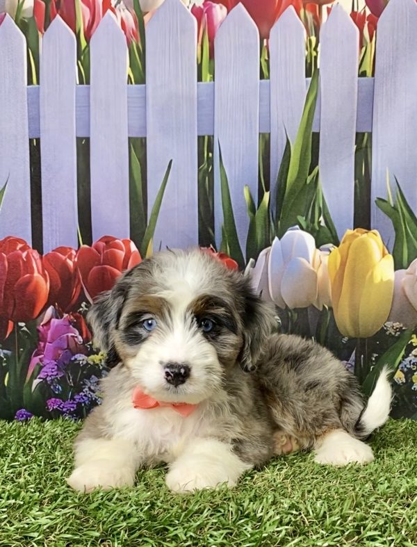Photo of Ms. Ava the F1 Mini-Bernedoodle puppy
