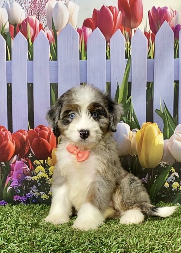 Photo of Ms. Ava the F1 Mini-Bernedoodle puppy