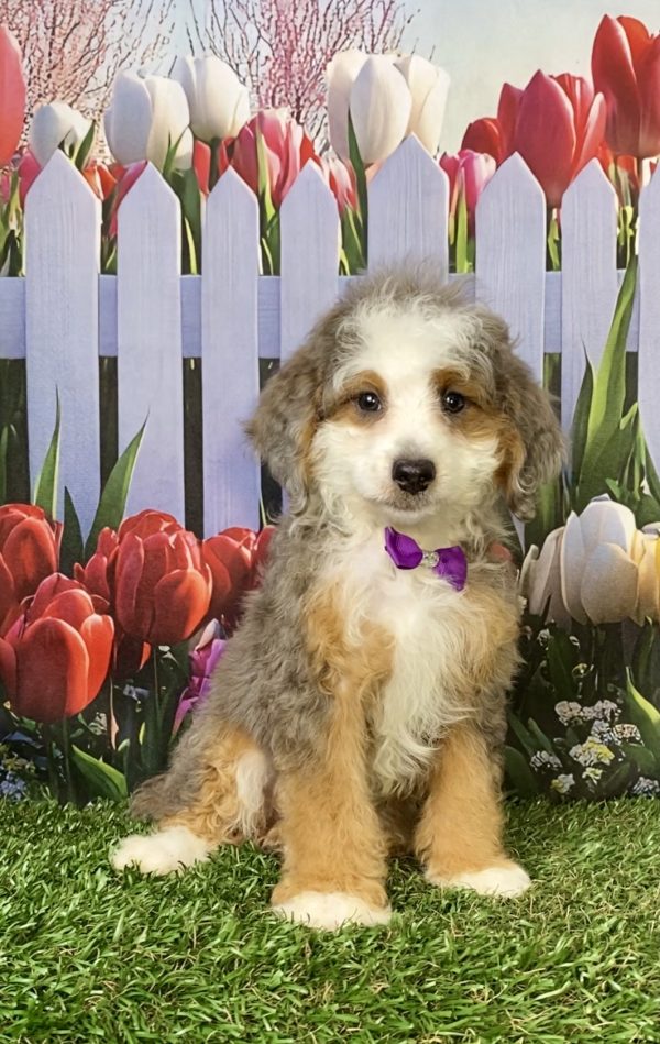 Ms. Beauty the F1B Mini-Bernedoodle puppy